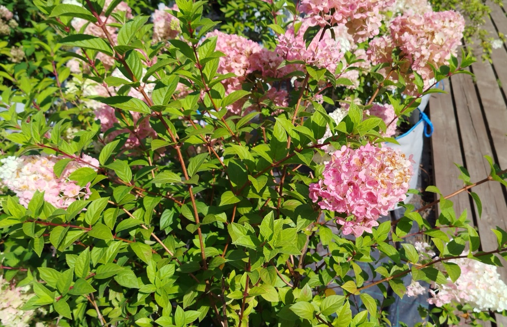 Гортензия метельчатая Сандей Фрайз.jpg Гортензия метельчатая Сандей Фрайз.jpg