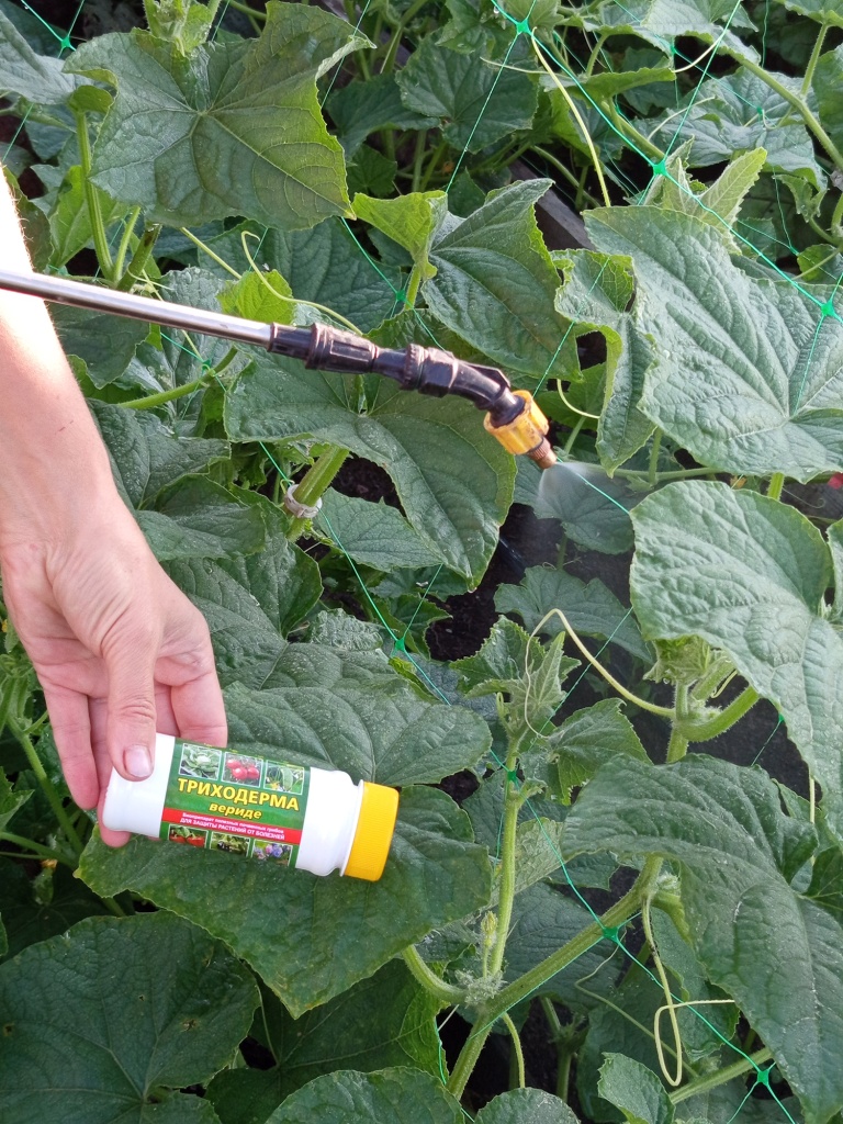 Обработка триходермой по листу в период дождей.jpg Обработка триходермой по листу в период дождей.jpg