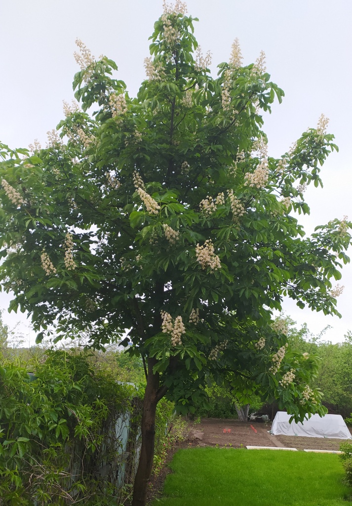 каштан3.jpg каштан3.jpg