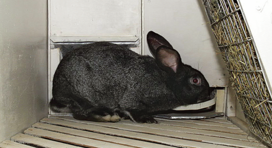 Клетки для кроликов своими руками (48 фото): как создать комфорт ушастым питомцам
