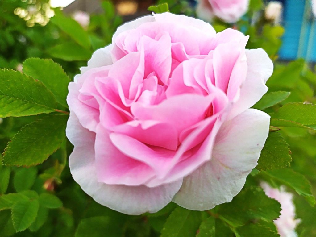 Что посадить рядом с розами: идеи для красивого дизайна | Полезные статьи на блоге GradinaMax