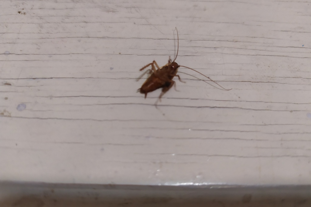 таракан.jpg таракан.jpg