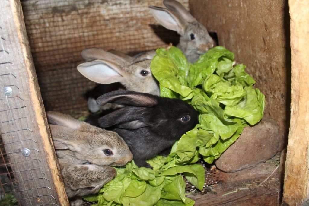 Чем кормить кроликов? Кормление кролей для быстрого роста