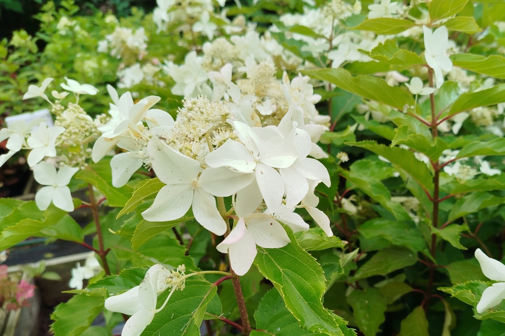 Гортензия метельчатая Полярный медведь.jpg Гортензия метельчатая Полярный медведь.jpg