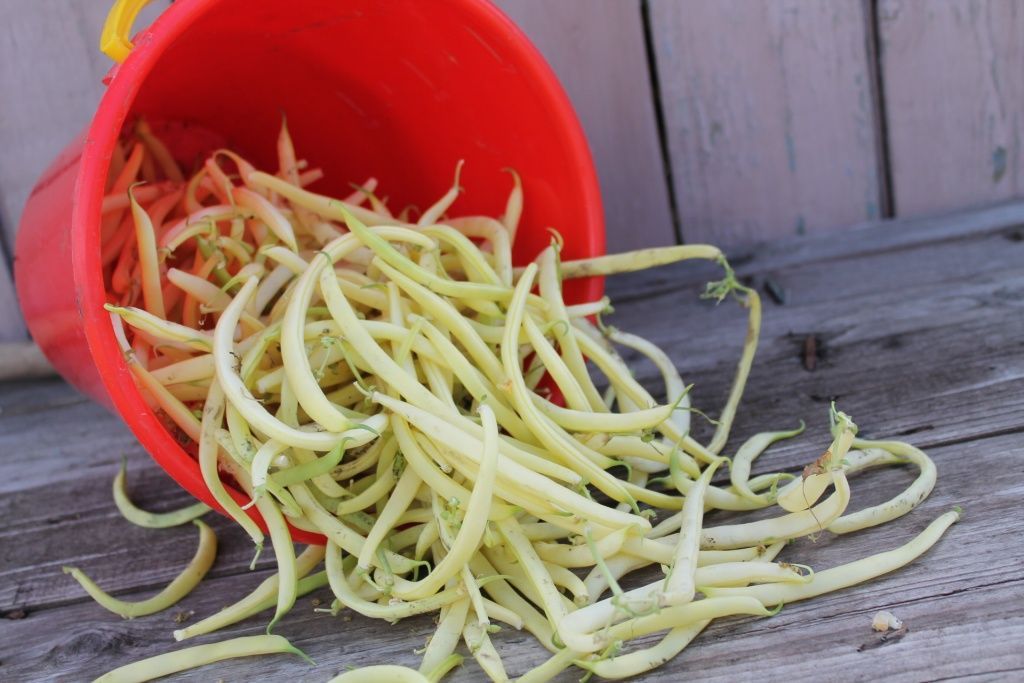 Фасоль овощная Журавушка 5г, семена | Купить в интернет магазине Аэлита