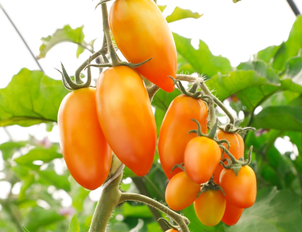 photo_20220826_ovoshi_tomat_solnechnyj_desant.jpg photo_20220826_ovoshi_tomat_solnechnyj_desant.jpg