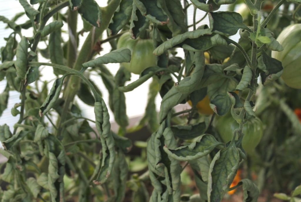 У помидор скручиваются листья в теплице: причины и рекомендации | Центр теплиц