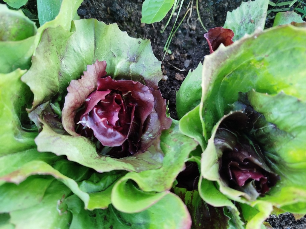 Kcl-J6eYld0.jpg Kcl-J6eYld0.jpg