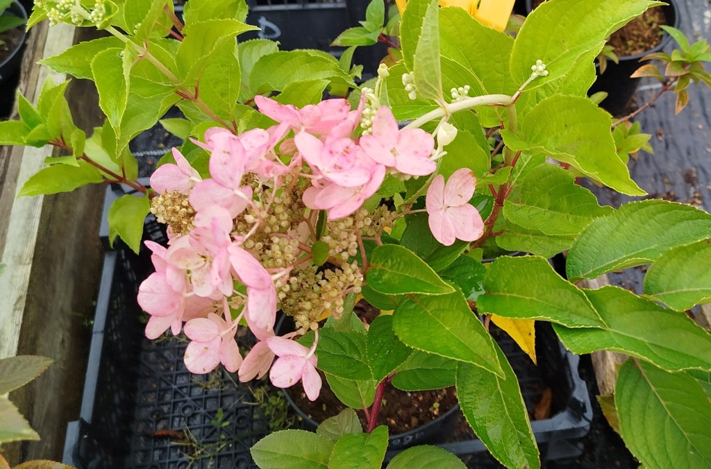 Гортензия метельчатая Пинк Леди.jpg Гортензия метельчатая Пинк Леди.jpg