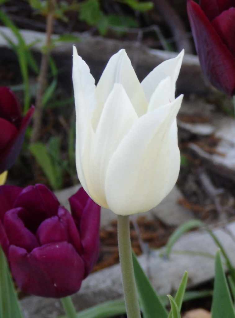 Тюльпан Вайт Триумфатор2.jpg Тюльпан Вайт Триумфатор2.jpg