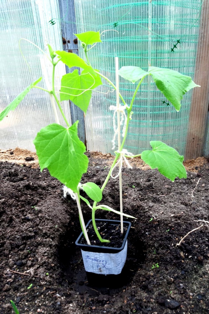 IMG-20241029-WA0021.jpg IMG-20241029-WA0021.jpg