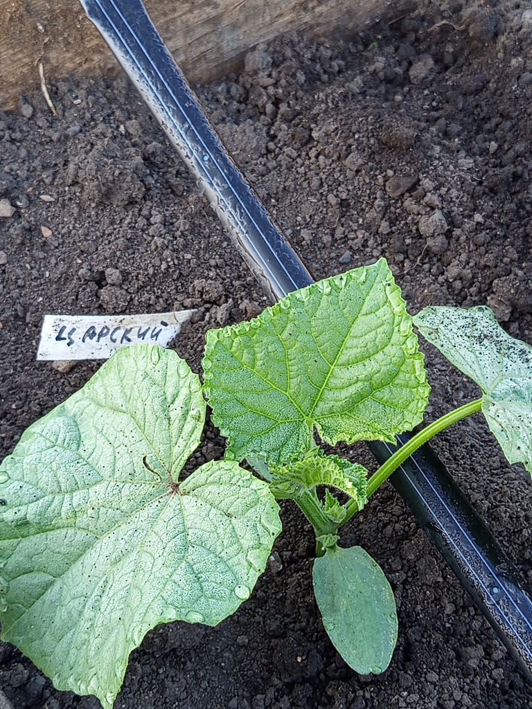 Начало сезона.jpg Начало сезона.jpg