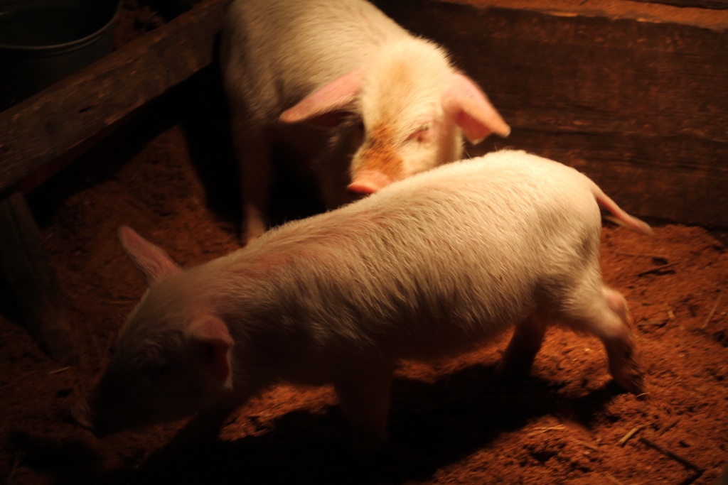 Почему возникает и как преодолевается агрессия у свиней