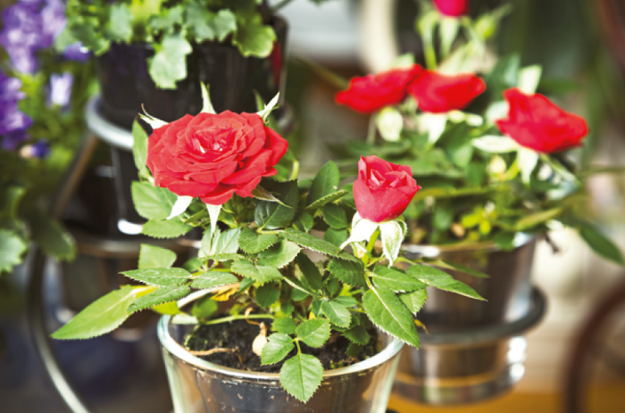Как вырастить розу из букета в домашних условиях - Статьи - Makilove