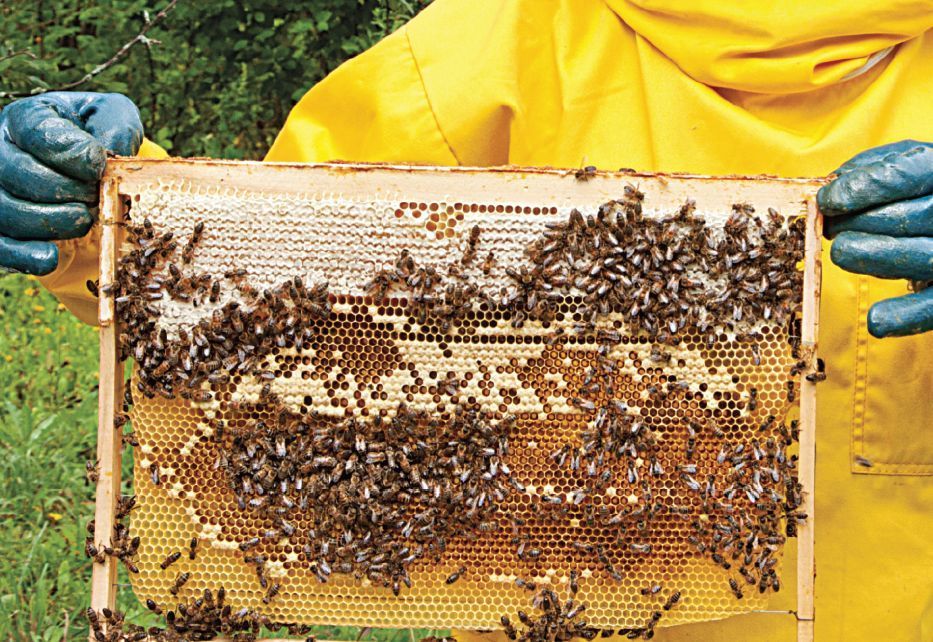 Как устроен пчелиный улей