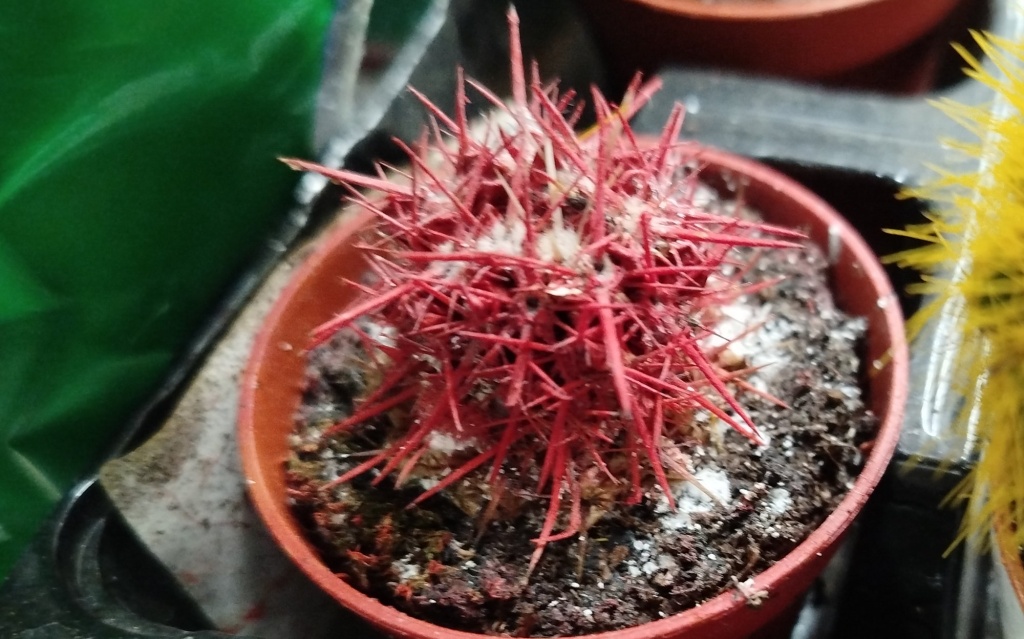 Эхинокактус Грусона красный.jpg Эхинокактус Грусона красный.jpg