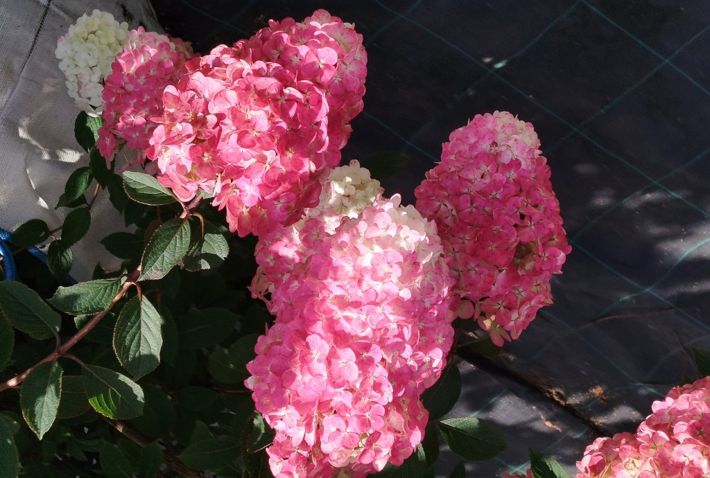 Гортензия метельчатая Самарская Лидия.jpg Гортензия метельчатая Самарская Лидия.jpg