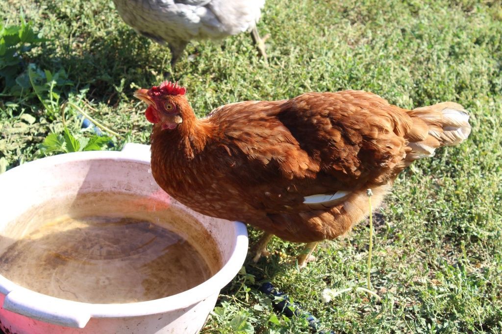 Чем кормить цыплят в домашних условиях?