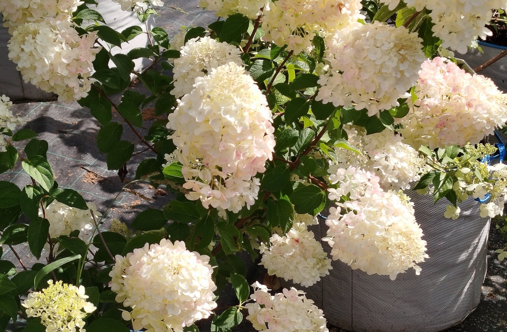 Гортензия метельчатая Грандифлора.jpg Гортензия метельчатая Грандифлора.jpg