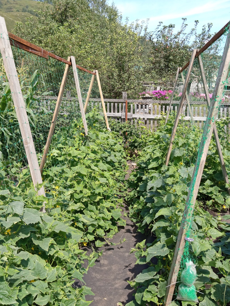 Выращиваем огурцы на сетке.jpg Выращиваем огурцы на сетке.jpg