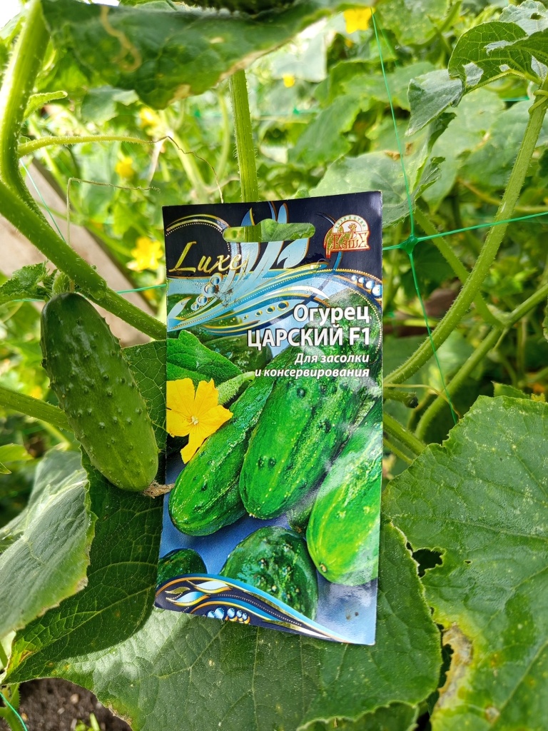 Зеленцы и выглядят идеально.jpg Зеленцы и выглядят идеально.jpg