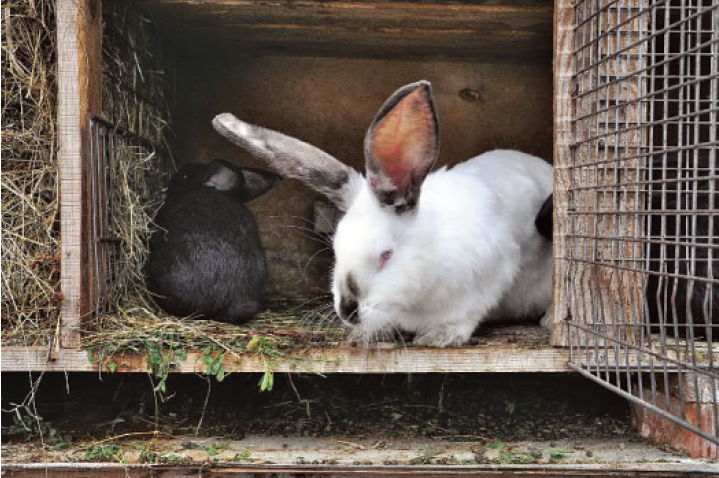 Клетка для кролика средних пород, деревянный реечный пол, сенник, маточник