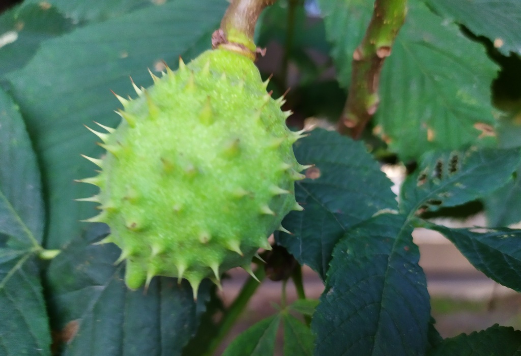 каштан1.jpg каштан1.jpg