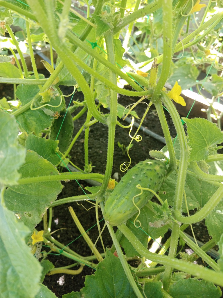 На сетке огурцы хорошо видны.jpg На сетке огурцы хорошо видны.jpg