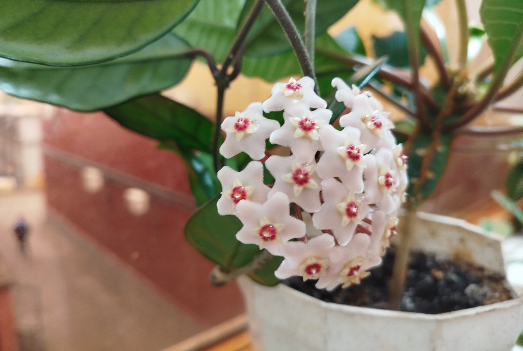 Хойя цветок.jpg Хойя цветок.jpg