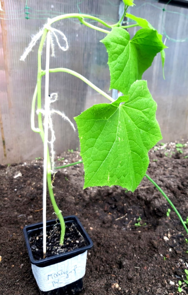 IMG-20241029-WA0027.jpg IMG-20241029-WA0027.jpg