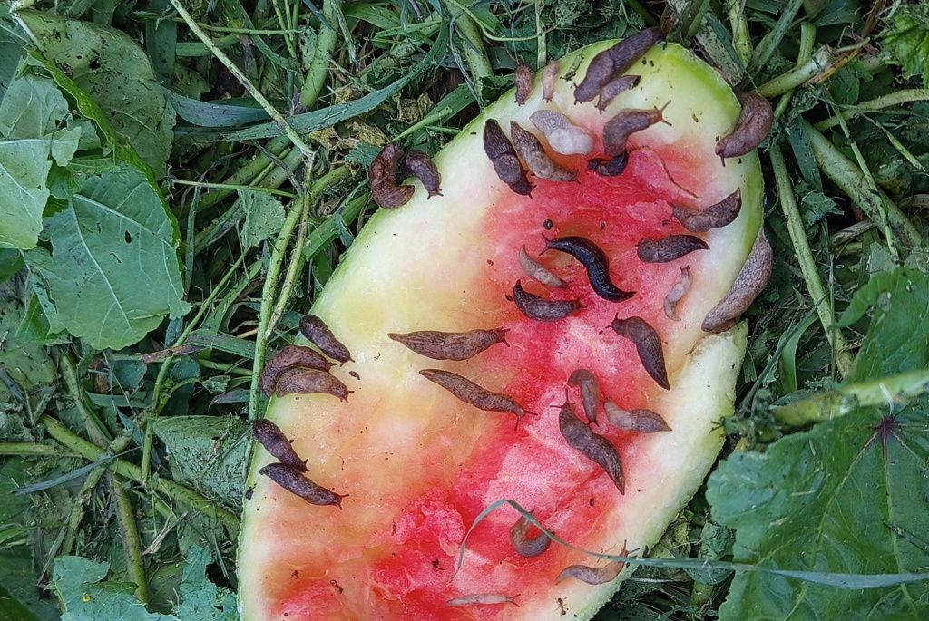 IMG_20250811_184153шшш.jpg IMG_20250811_184153шшш.jpg