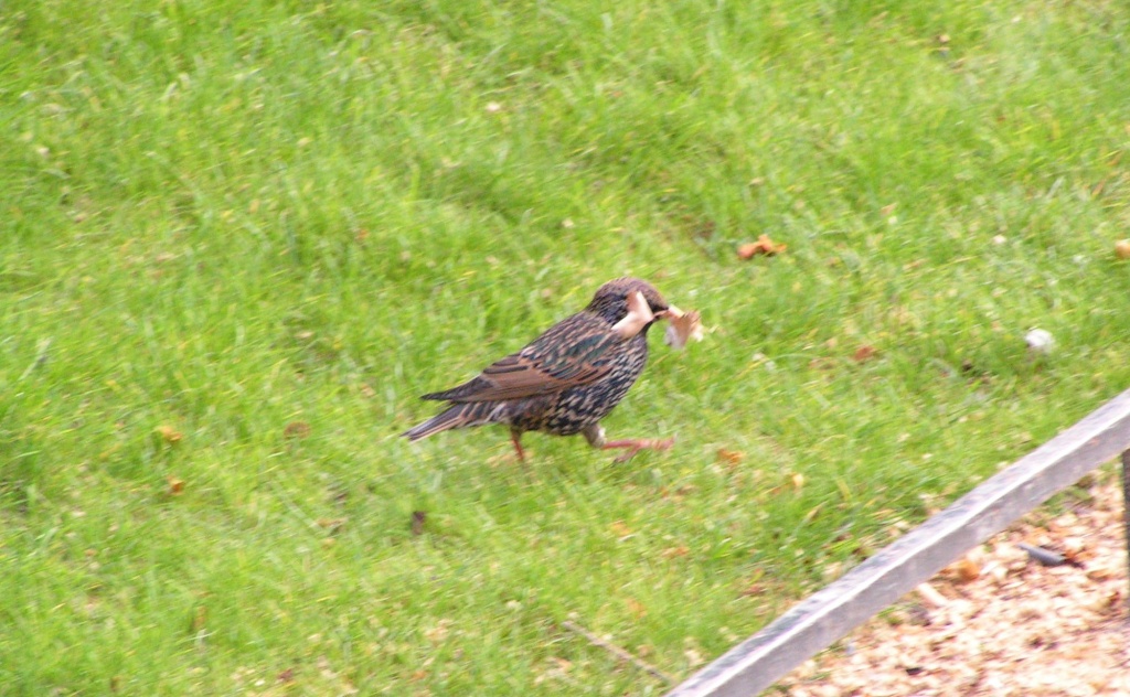 Скворец.jpg Скворец.jpg