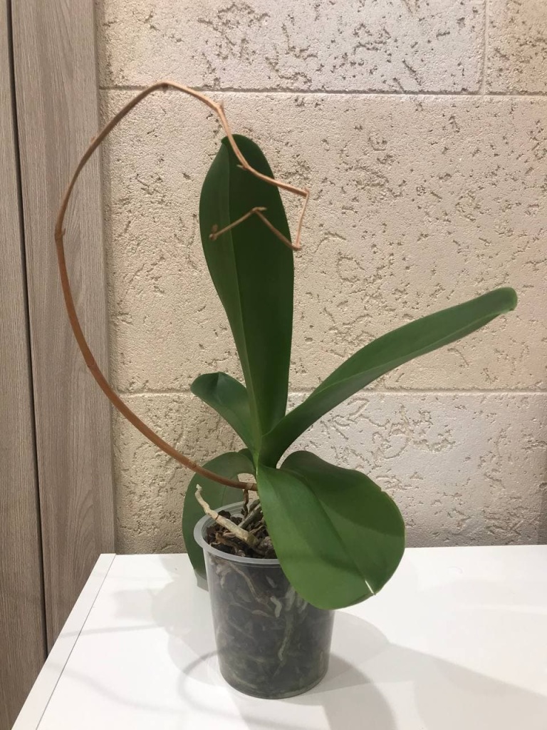 Уход за орхидеей в домашних условиях после цветения