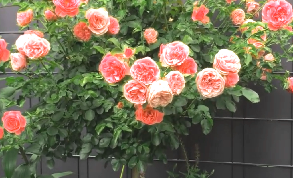 штамбовая роза.png штамбовая роза.png