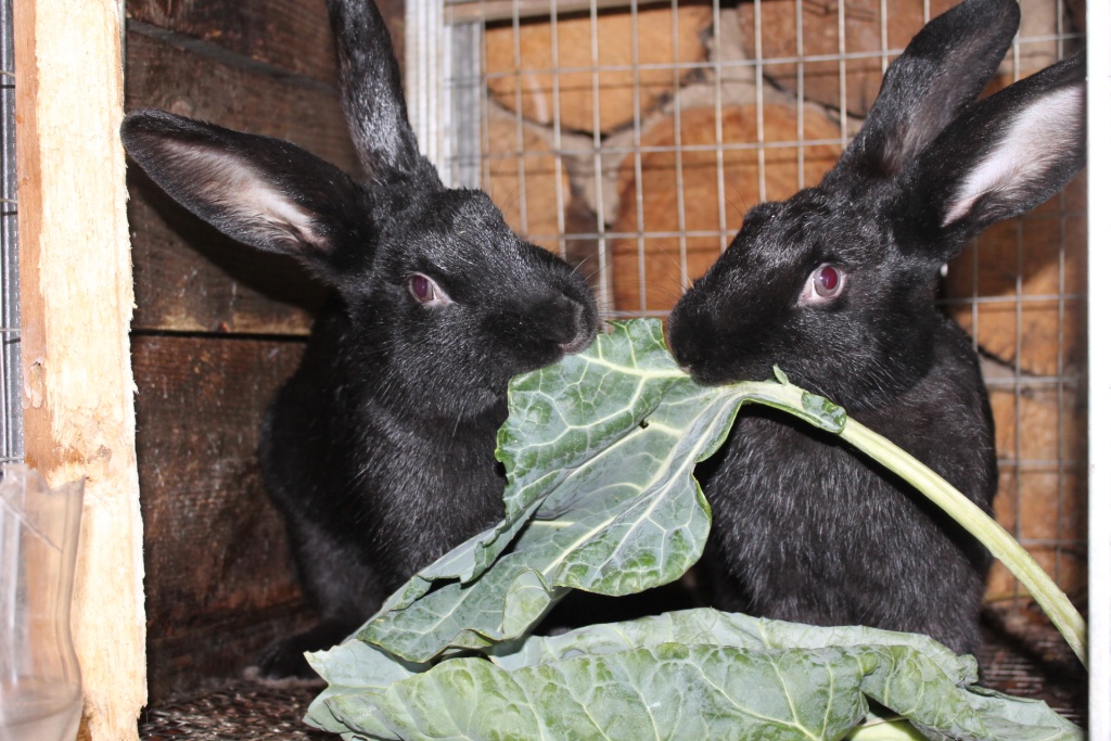 Где лучше поселить кроликов, и как сделать шеды или мини-ферму для кроликов своими руками