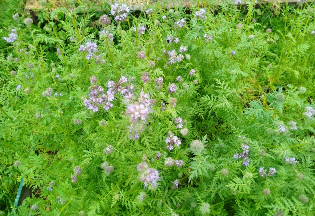 Фацелия на грядке.jpg Фацелия на грядке.jpg