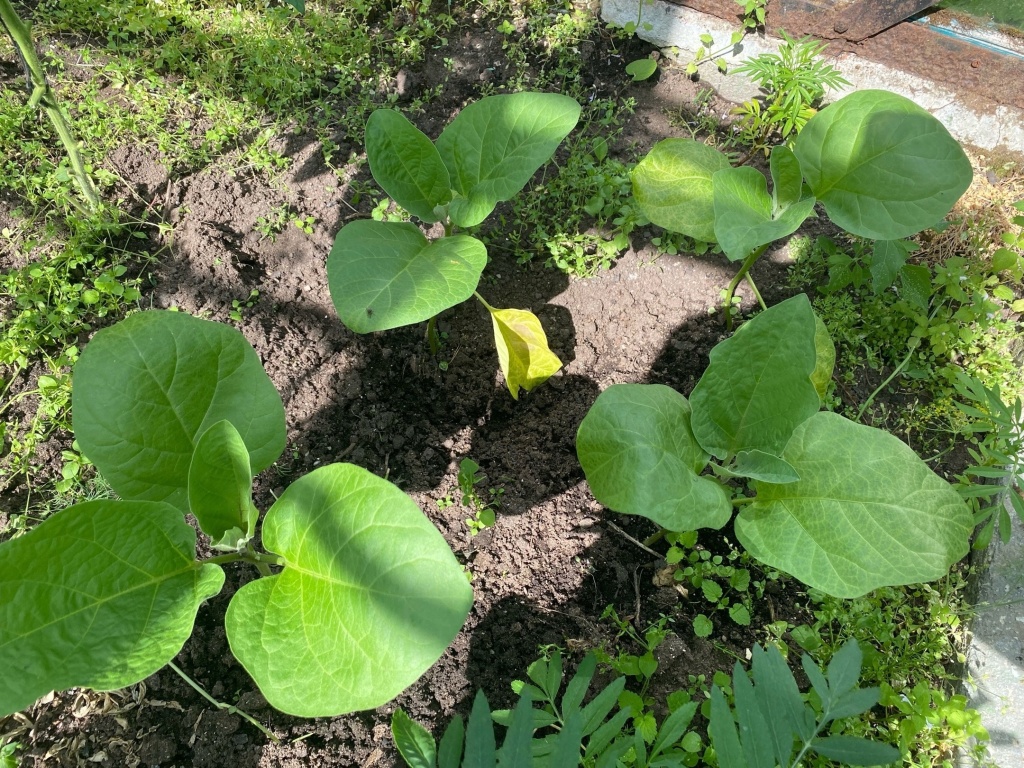 WJpu-pVvliI.jpg WJpu-pVvliI.jpg