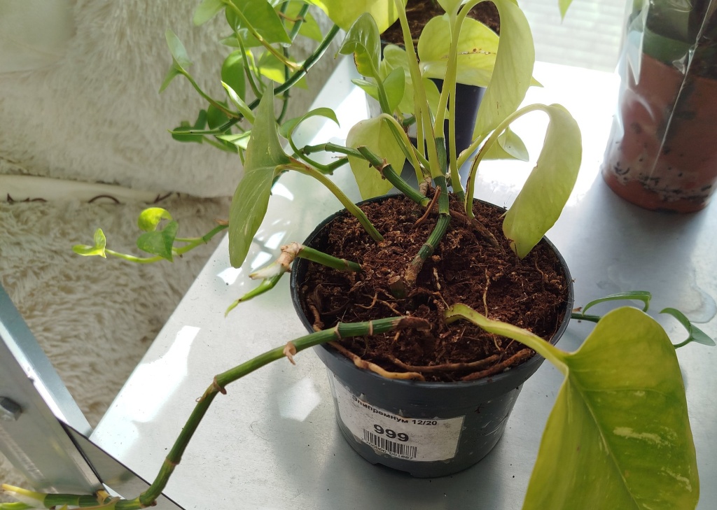 Эпипремнум.jpg Эпипремнум.jpg