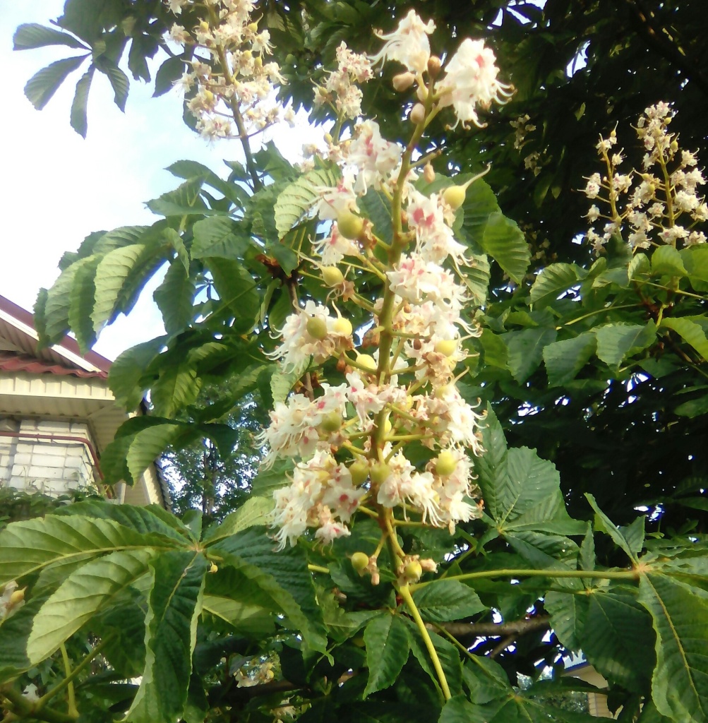 каштан4.jpg каштан4.jpg