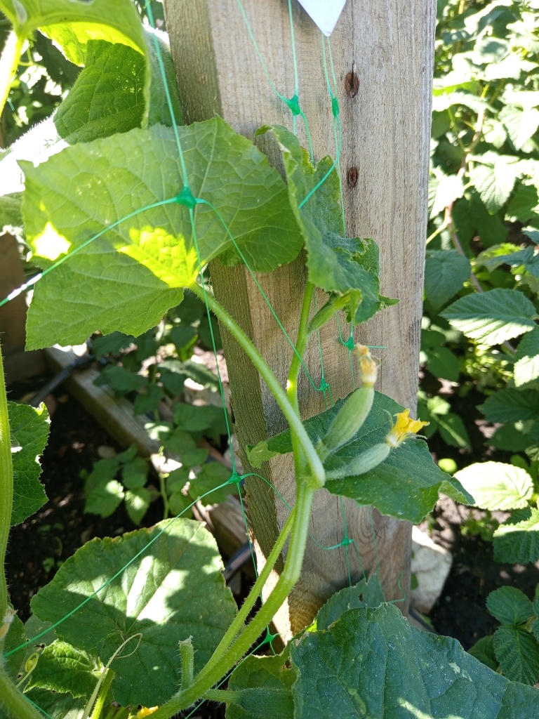 Завязи расположены парами.jpg Завязи расположены парами.jpg