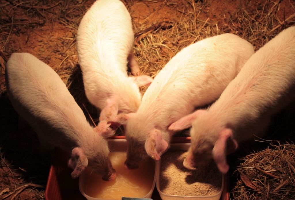 Кормовые добавки и стимуляторы роста для свиней