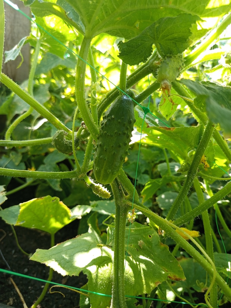 Урожай собираем все лето.jpg Урожай собираем все лето.jpg