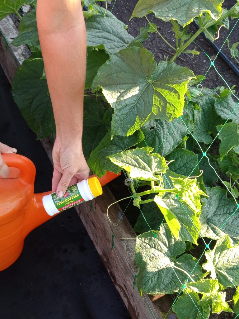 Дополнительно вносим триходерму с поливом.jpg Дополнительно вносим триходерму с поливом.jpg