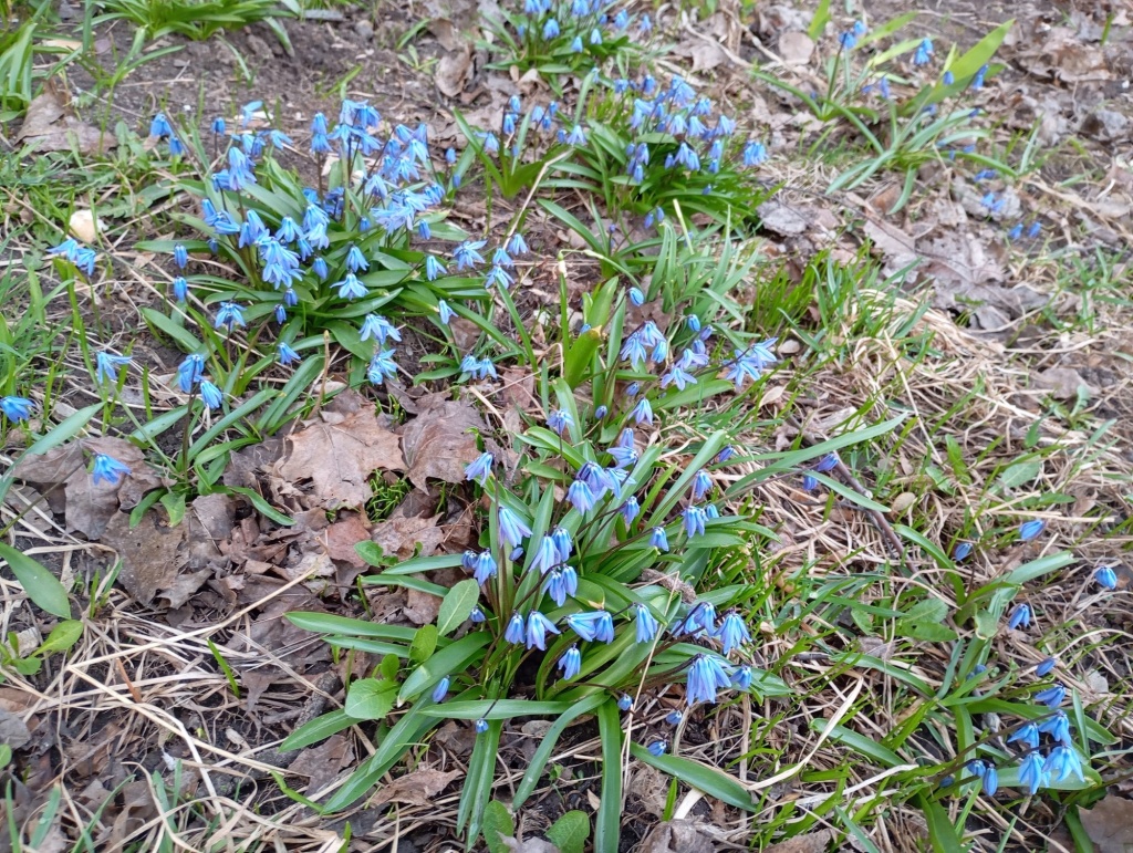 Пролеска (сцилла) Сибирская.jpg Пролеска (сцилла) Сибирская.jpg