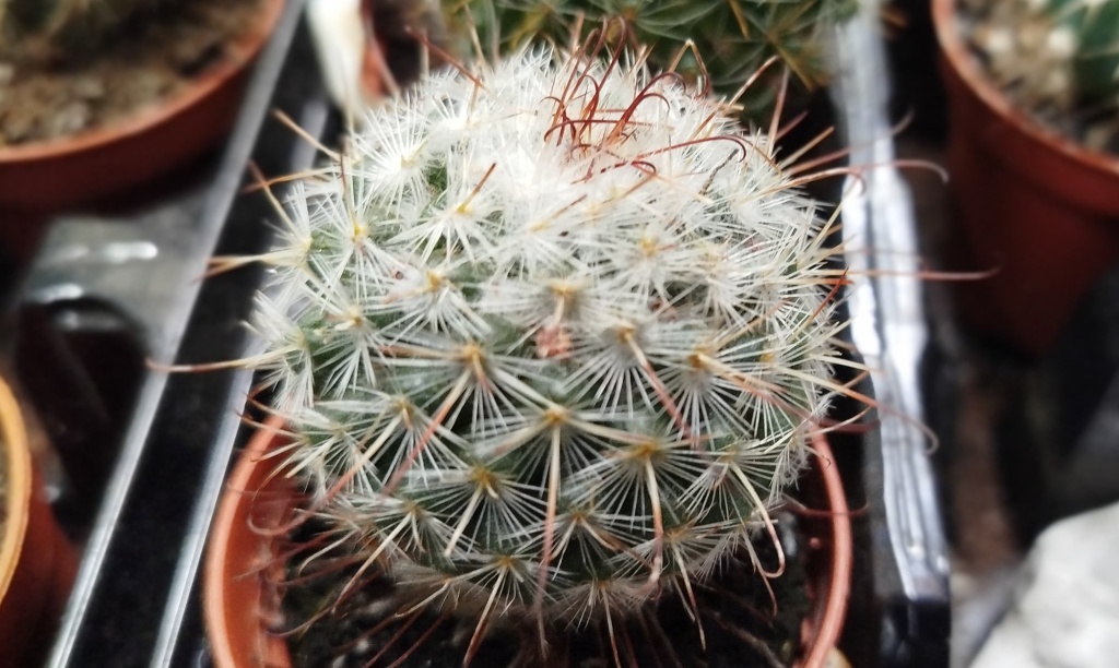 Маммиллярия.jpg Маммиллярия.jpg