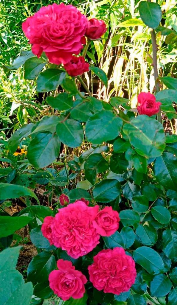 Роза-сад-фото 2.jpg