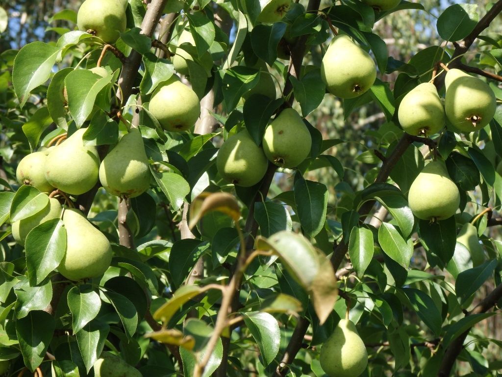 Болезни яблони: описание, профилактика и лечение