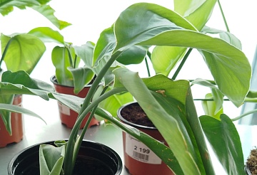 Комнатная стрелиция: виды, выращивание и уход