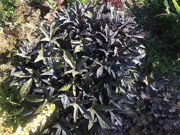 Ипомея батат: посадка, выращивание, уход, размножение